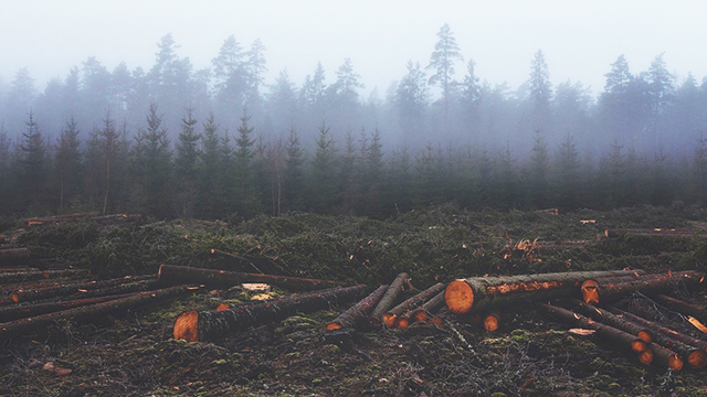 deforestation