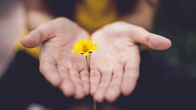 hands holding flower