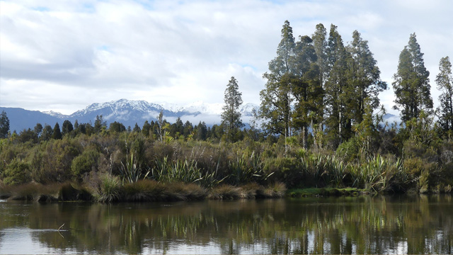 Lush vegetation grows on the banks of Ōkārito lagoon