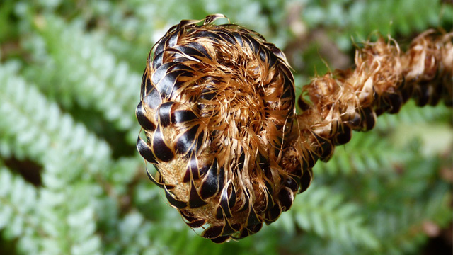 A coiled fern