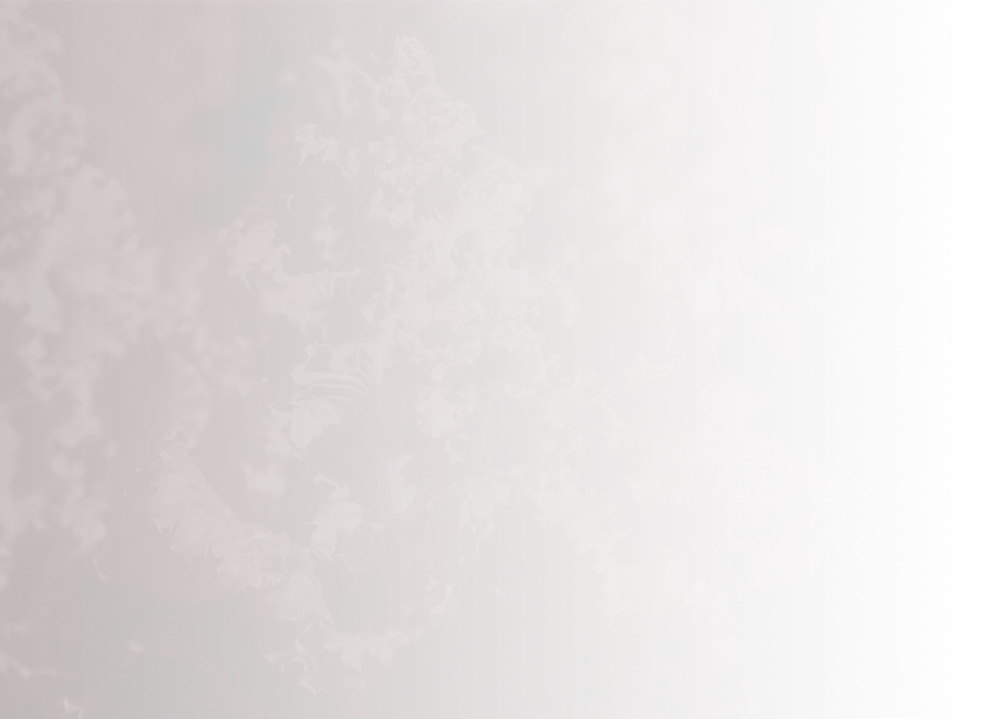 Curly-leafed lettuces growing in a garden