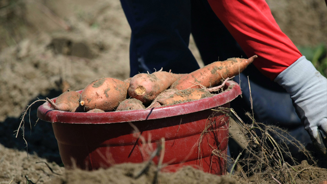 Harvesting kūmara