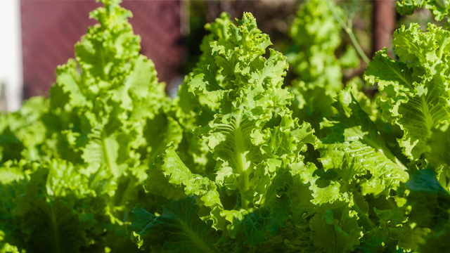 Curly-leafed lettuces growing in a garden