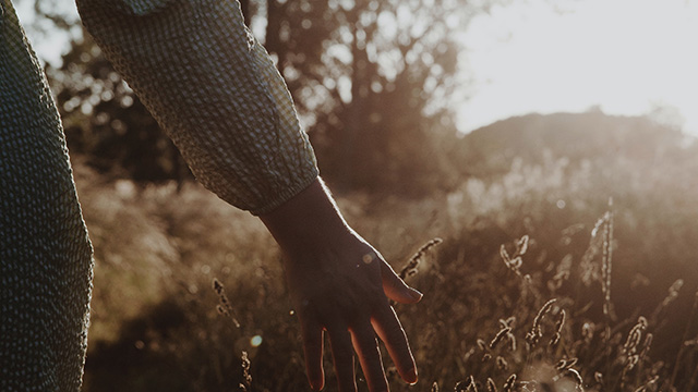 person brushing hand through grass