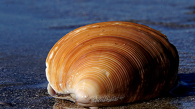 shellfish on beach