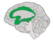 A drawing of a brain with the central section shaded